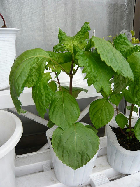 P1020011.jpg