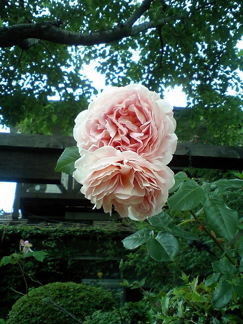 CA370043.jpg