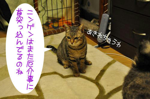 b_DSC_4489.jpg