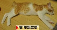 100809_poshi.jpg