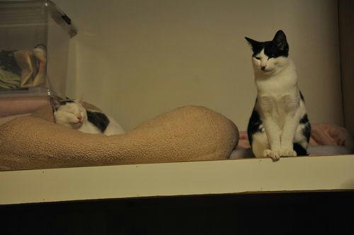 c_DSC_3242.jpg