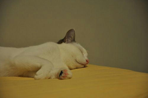 c_DSC_4081.jpg