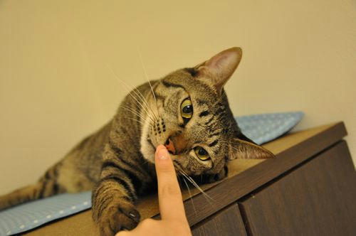 c_DSC_4555.jpg