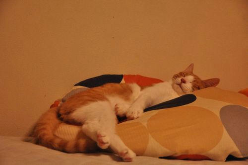 c_DSC_5343.jpg