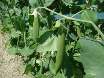 beans.jpg
