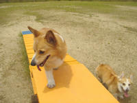 kishigawa2010-2.jpg