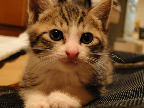 子猫の頃