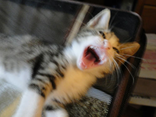 ふにゃー