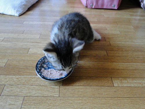 お食事中