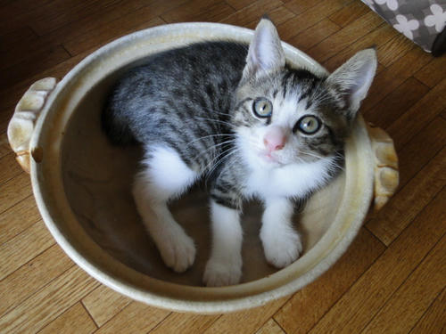 7/29「冷やしねこ鍋始めました」より