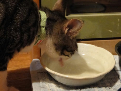 ごくごく ごくごく・・・