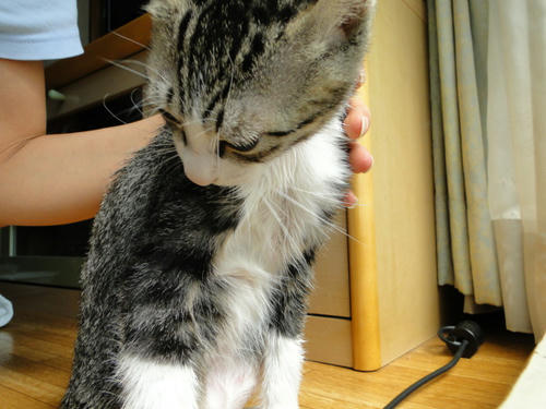 へっちゃらにゃ