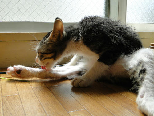 まかせてにゃ