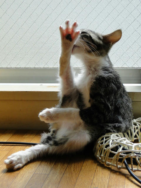 ほいにゃ