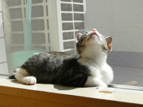 よろしくにゃ