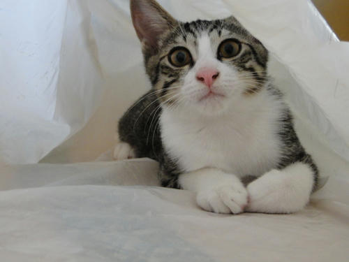 何が始まったのにゃ?
