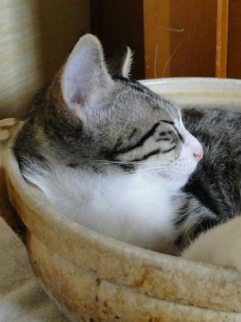 聞こえないふり