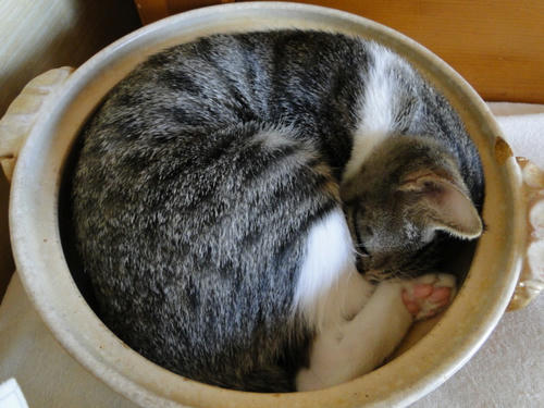 ねこ鍋 満喫中♪