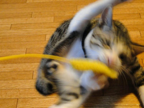 離さないにゃー!