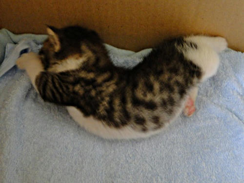 エビぞりする子猫