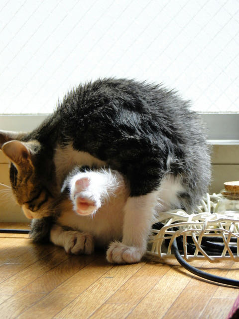 この脚はどこから?