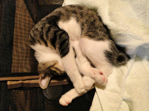 エアー箱猫?