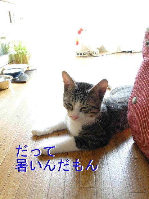 暑いんだもん