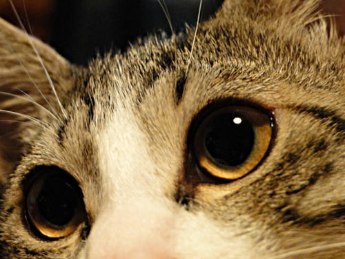 猫の瞳の中に浮かぶのは・・・