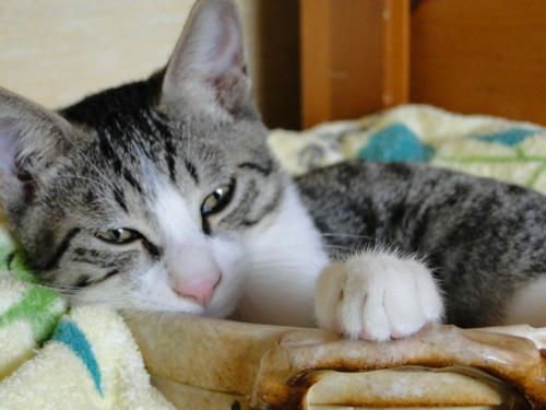 おだんごおてて