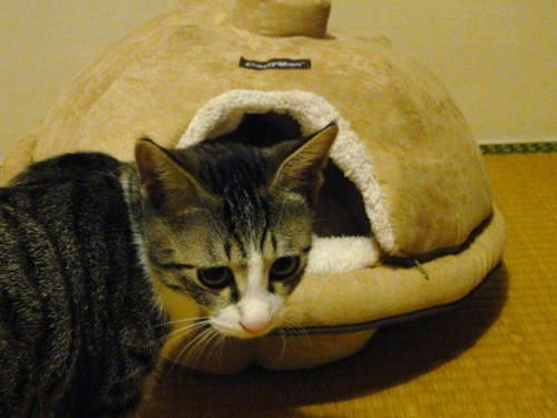何か違う