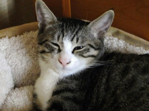 それが何か？