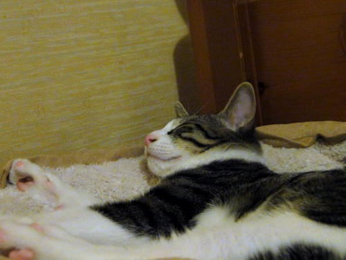 ふちを枕に