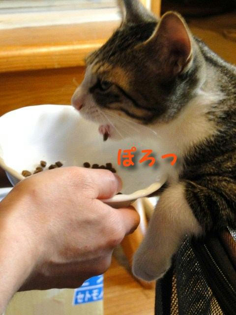 ぽろっ