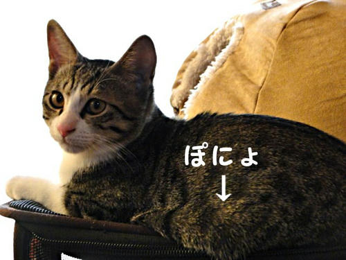 メタボまっしぐら?