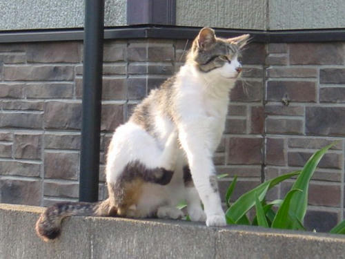 カキカキカキ・・・