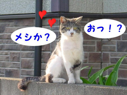 メシの時間か?