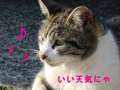 いいお天気にゃ