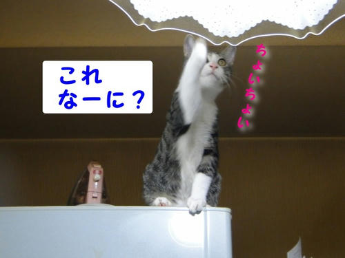 これにゃーに?
