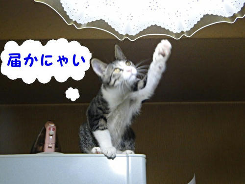 届いてない