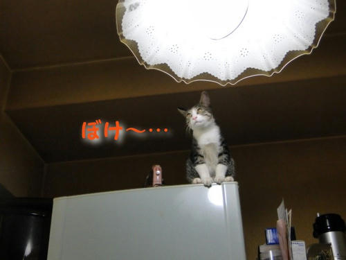 ぼけー