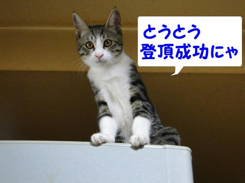 登頂成功!