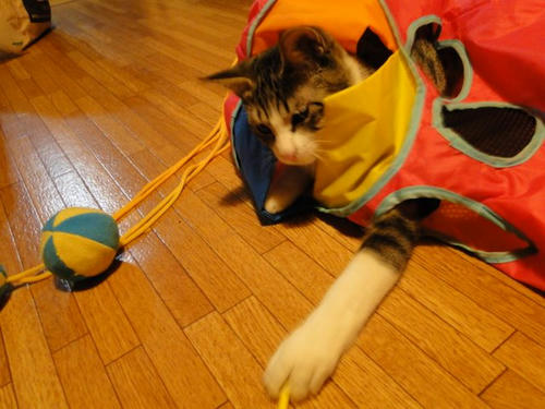 ナイスキャッチ