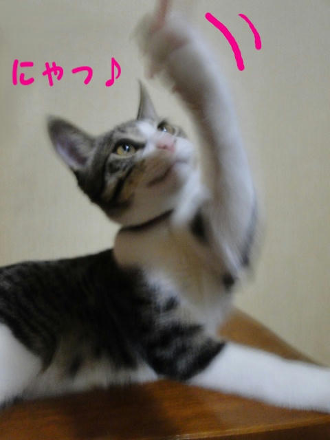 じゃれつく