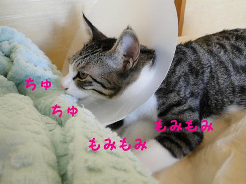 もみもみ