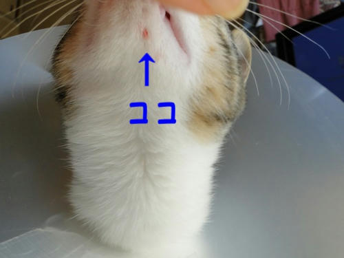 ひっかいちゃった