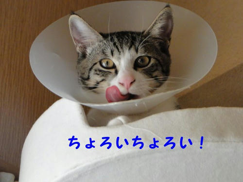 ちょろいちょろい