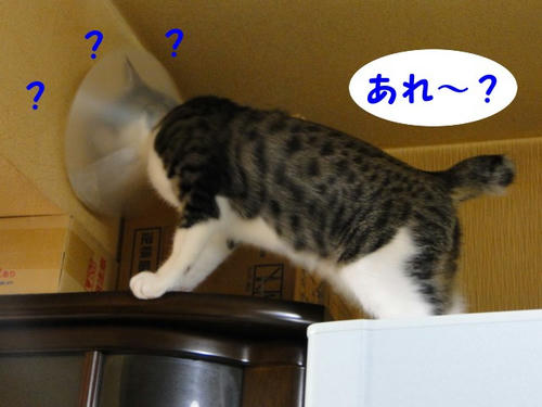 あれ~?