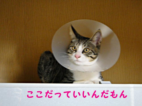 ここでいいもん