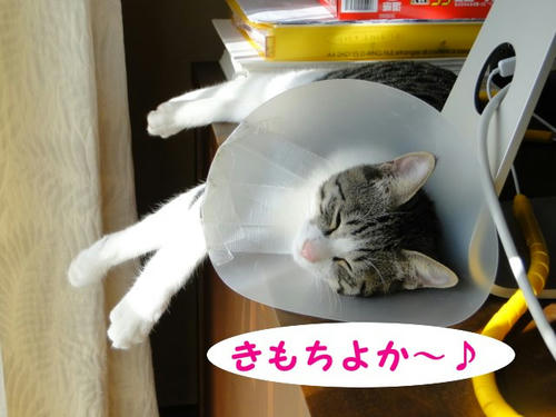 きもちよか~