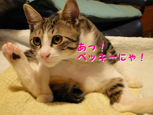 ベッキーにゃ!